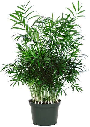 Butterfly palm safe for cats hotsell
